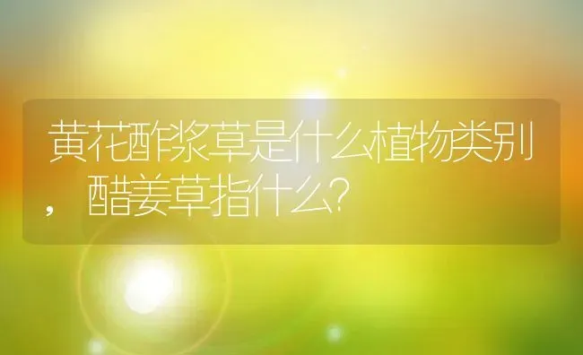 黄花酢浆草是什么植物类别,醋姜草指什么？ | 养殖常见问题