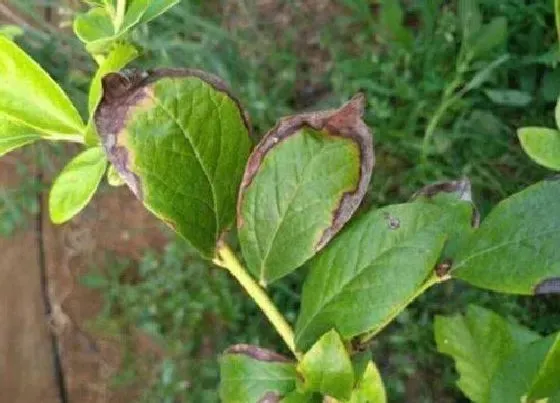 植物常识问题|蓝莓叶片发红是什么回事