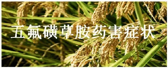 五氟磺草胺药害症状 | 三农答疑