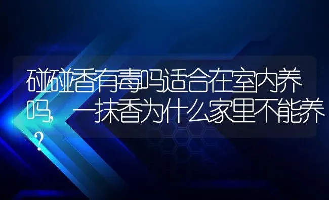 碰碰香有毒吗适合在室内养吗,一抹香为什么家里不能养？ | 养殖常见问题