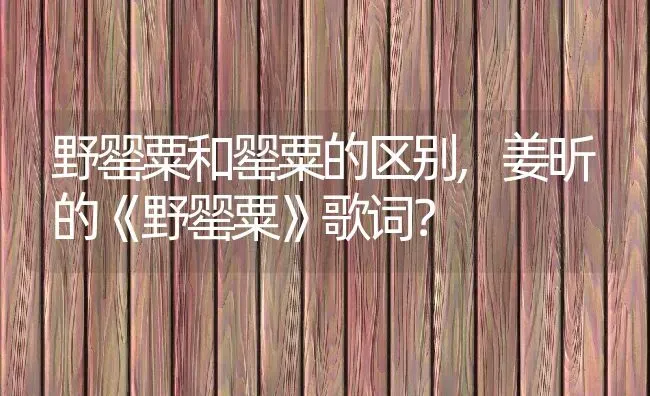 野罂粟和罂粟的区别,姜昕的《野罂粟》歌词？ | 养殖常见问题