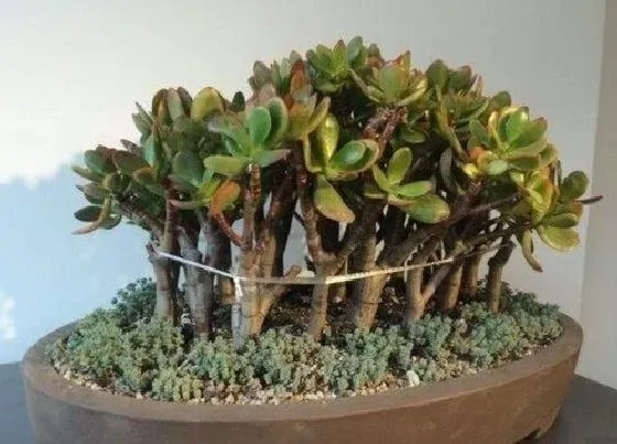 植物常识问题|玉树如何选盆能够让它赶紧生长成老桩