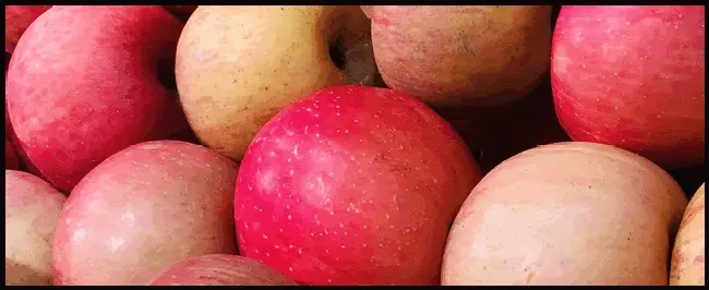 苹果什么时候成熟 | 生活常识