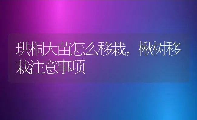 珙桐大苗怎么移栽,楸树移栽注意事项 | 养殖常见问题