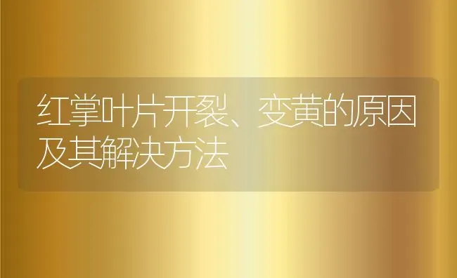 红掌叶片开裂、变黄的原因及其解决方法 | 养殖常见问题