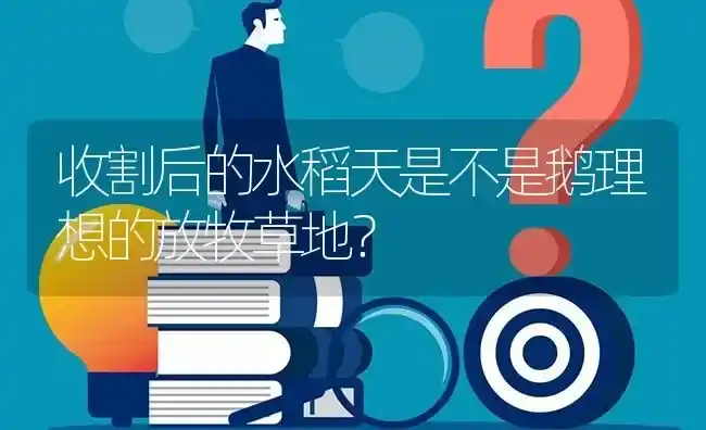 收割后的水稻天是不是鹅理想的放牧草地? | 养殖问题解答
