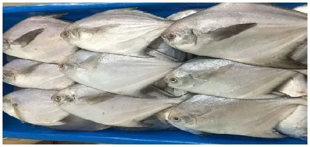 白鲳鱼爱吃什么食物 | 三农答疑