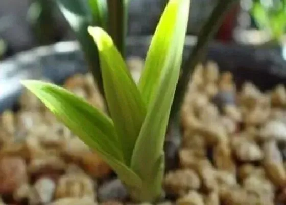 植物常识问题|兰花出现枯叶是什么原因？应该如何预防？