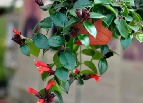 植物常识问题|口红吊兰怎么养开花