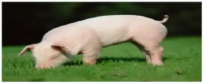 单个母猪圈舍尺寸 | 农业常识