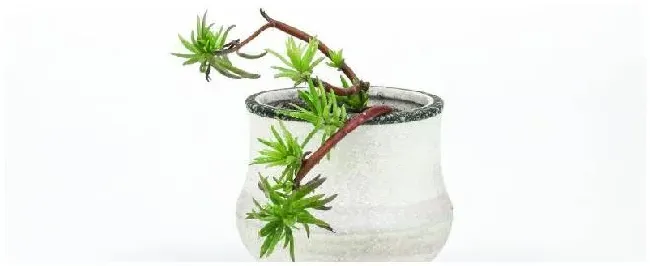 日本罗汉松的养殖方法 | 三农答疑