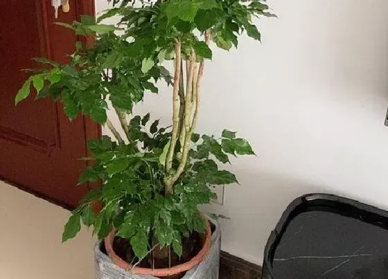 植物常识问题|结婚要用什么花卉