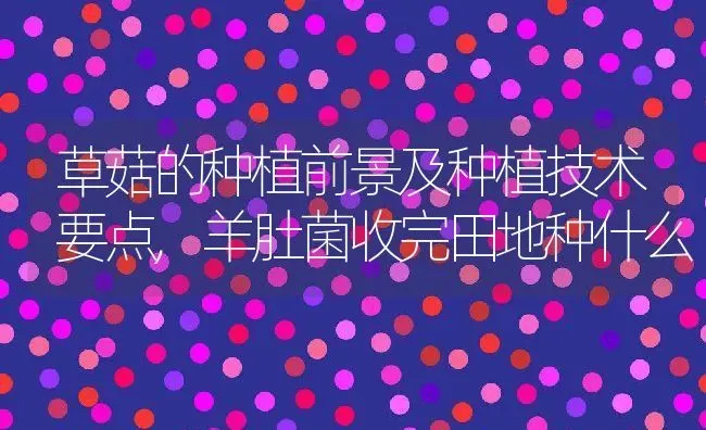 蝴蝶兰四季浇水的方法及事宜,蝴蝶兰换盆后多久可以浇水 | 养殖常见问题