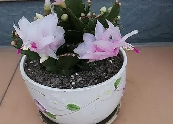 植物常识问题|夏季买回来的蟹爪兰如何养护养活不难