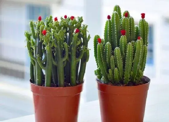 植物常识问题|仙人山养在家里好不好