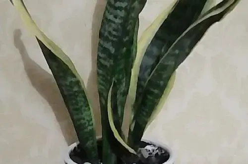 植物常识问题|养护虎皮兰的具体方法有哪些