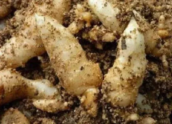 植物常识问题|天麻的功效与作用及食用方法