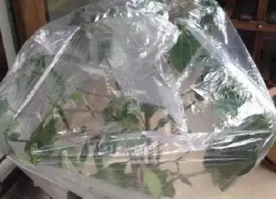 植物常识问题|花卉养护中方便袋都有哪些作用