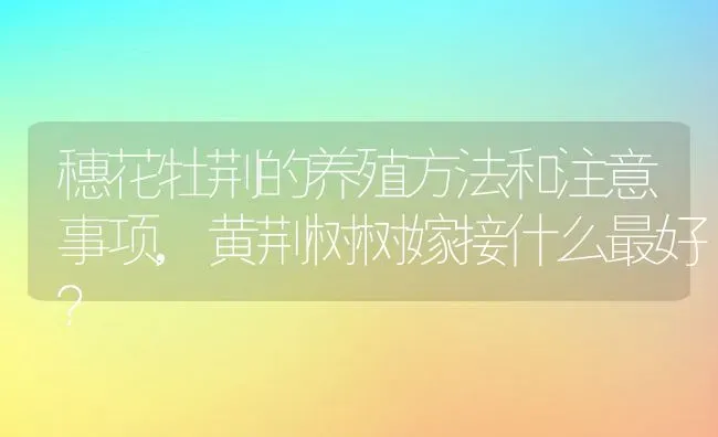 穗花牡荆的养殖方法和注意事项,黄荆树树嫁接什么最好？ | 养殖常见问题