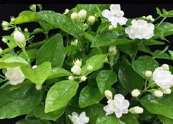 植物常识问题|茉莉花有哪些养护方法开花多