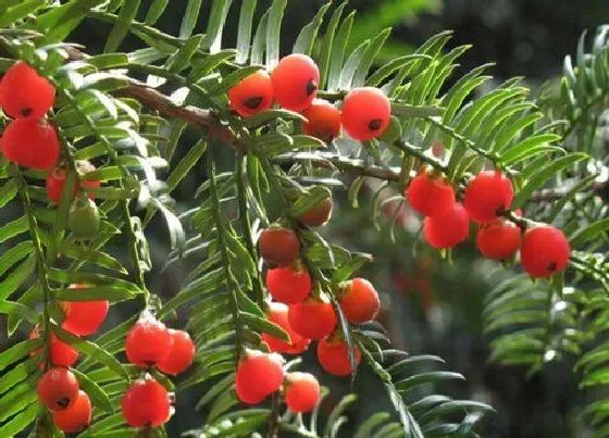 植物常识问题|家养红豆杉如何才能开花结果