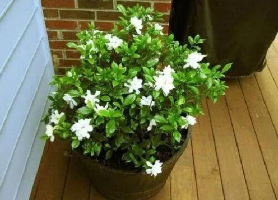 植物常识问题|栀子花黄叶的原因与养护