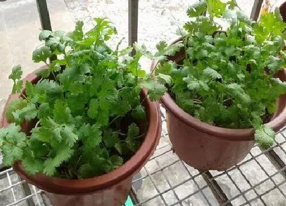 植物常识问题|为什么花盆里种的香菜细细的 盆栽香菜长得慢又细原因