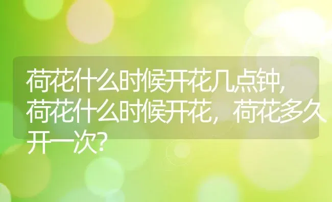 荷花什么时候开花几点钟,荷花什么时候开花，荷花多久开一次？ | 养殖常见问题