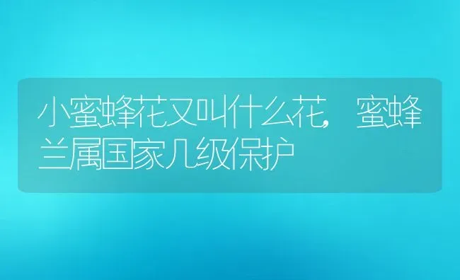 小蜜蜂花又叫什么花,蜜蜂兰属国家几级保护 | 养殖常见问题