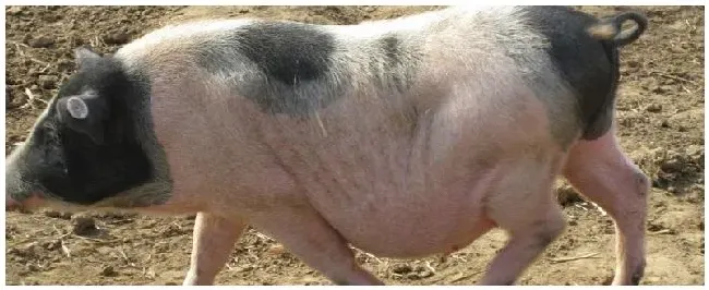 50斤香猪杀了有多少肉 | 生活常识