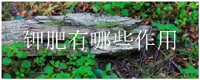 钾肥有哪些作用 | 生活常识