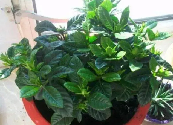 植物常识问题|栀子花黄叶的原因与养护