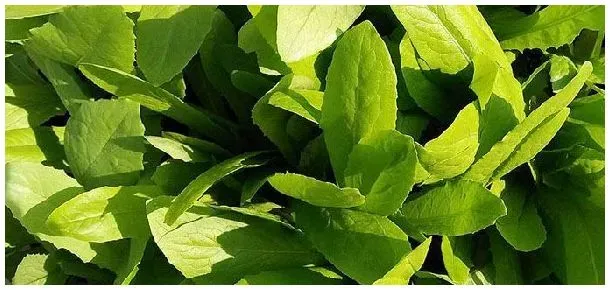 油麦菜叶子发黄的原因 | 科普知识