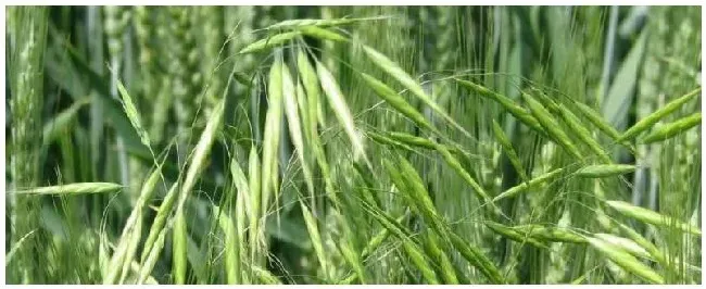 节节麦用什么除草剂年后能打吗 | 农业问题