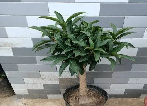 植物常识问题|冬天室内养什么植物最好