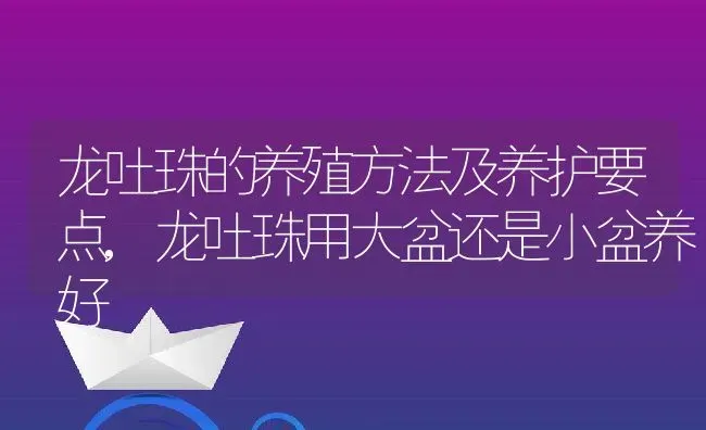 龙吐珠的养殖方法及养护要点,龙吐珠用大盆还是小盆养好 | 养殖常见问题