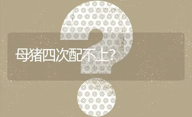 母猪四次配不上? | 养殖问题解答