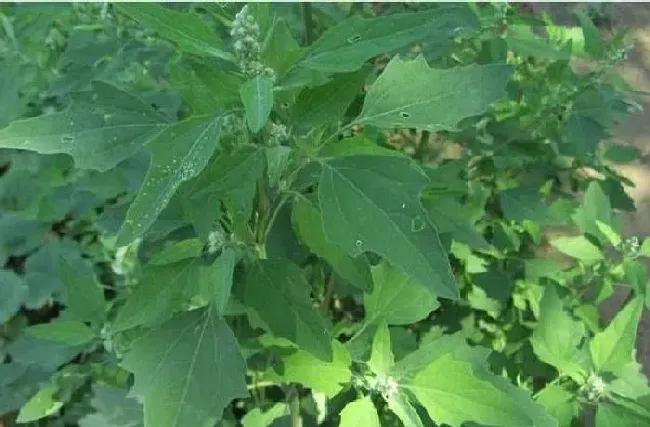 植物常识问题|怎么让土地不长杂草（杂草太多的田地里怎么处理）