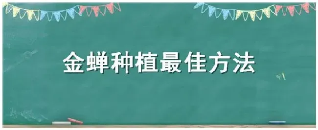 金蝉种植最佳方法 | 生活常识