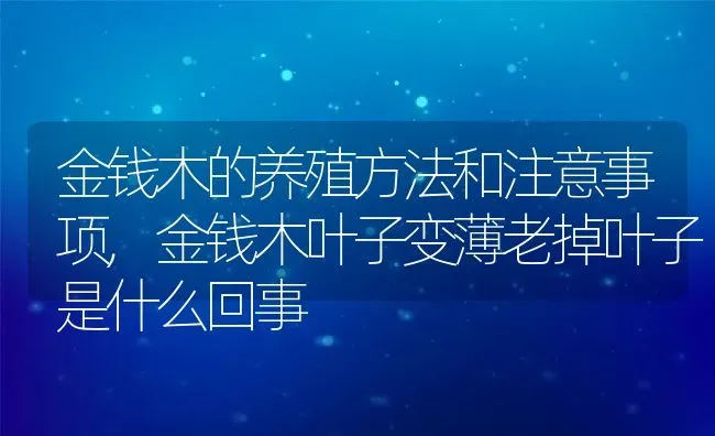 金钱木的养殖方法和注意事项,金钱木叶子变薄老掉叶子是什么回事 | 养殖常见问题