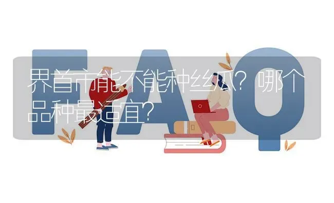 界首市能不能种丝瓜?哪个品种最适宜? | 养殖问题解答