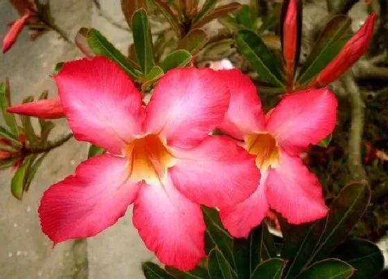 植物常识问题|沙漠玫瑰怎么养护才能长势好