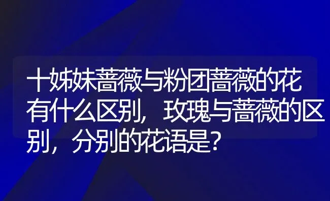 十姊妹蔷薇与粉团蔷薇的花有什么区别,玫瑰与蔷薇的区别，分别的花语是？ | 养殖常见问题