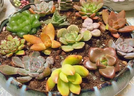 植物常识问题|六月养多肉容易黑腐该怎么办