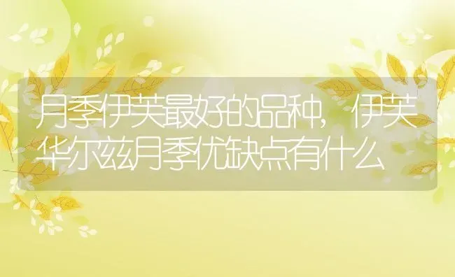 月季伊芙最好的品种,伊芙华尔兹月季优缺点有什么 | 养殖常见问题