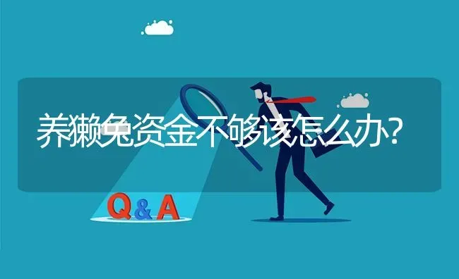 养獭兔资金不够该怎么办? | 养殖问题解答