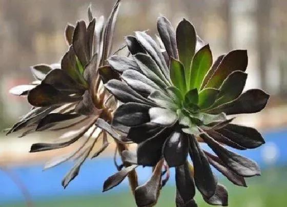 植物常识问题|推荐几种好看又好养的多肉