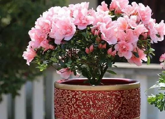 植物常识问题|杜鹃怎么养殖让花蕾开得鲜艳