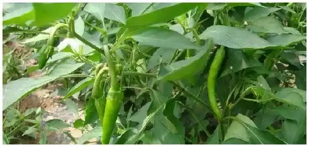 杭椒哪里有卖 | 三农问答