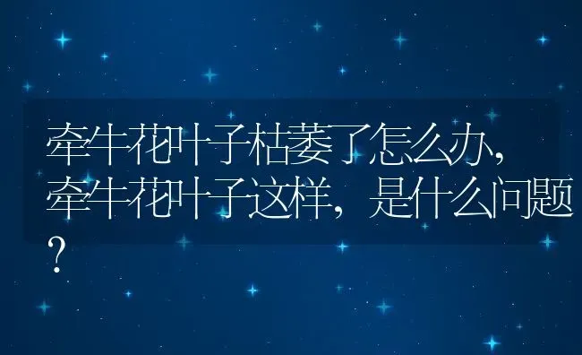 牵牛花叶子枯萎了怎么办,牵牛花叶子这样，是什么问题？ | 养殖常见问题